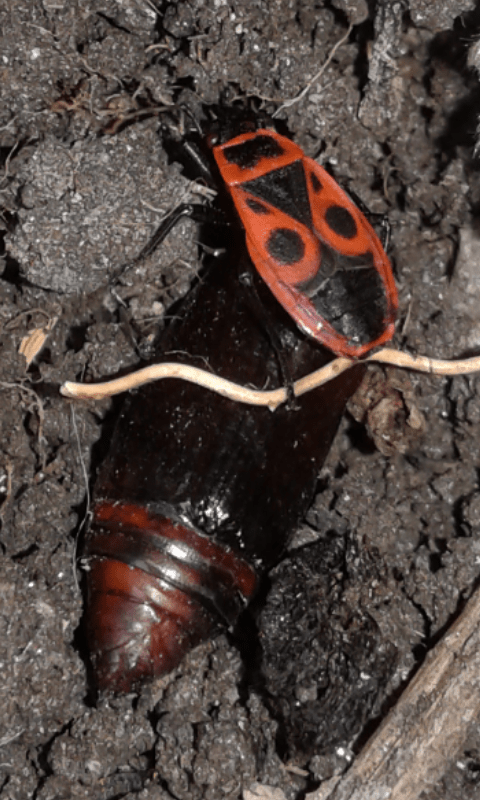 Pyrrhocoridae : Pyrrhocoris apterus in versione necrofago-zoofago